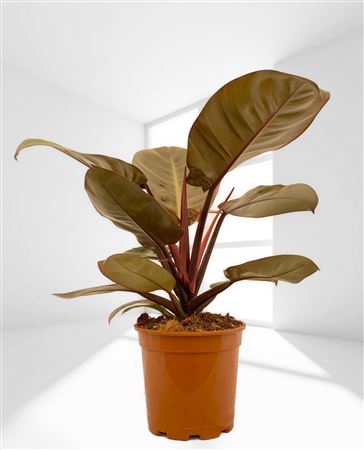 Philodendron Black Cardinal |  P.17cm -  H.80 cm