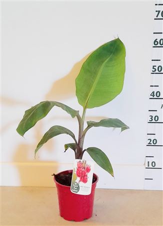 Musa Acuminata Red Daca 7ltr Cone |  P.17cm -  H.100 cm