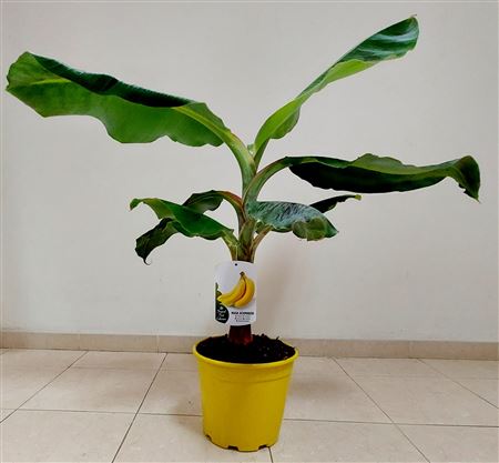 Musa Acuminata Canarian |  P.17cm -  H.70 cm