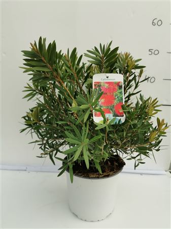 Calistemon captain cook |  P.19cm -  H.60 cm