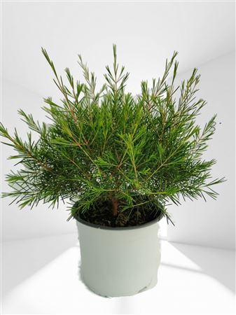 Chamelaucium - Waxflower |  P.19cm -  H.50 cm