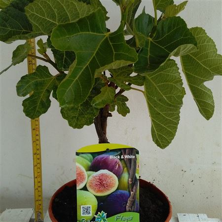 Fruit Mix - Ficus Carica |  P.20cm -  H.40 cm
