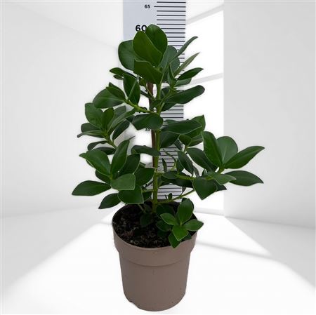 Clusia Acuminata |  P.20cm -  H.60 cm