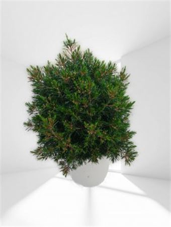 Chamelaucium - Waxflower |  P.20cm -  H.50 cm