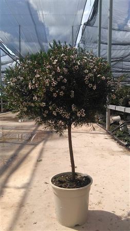 Chamelaucium - Waxflower Stamm |  P.20cm -  H.70 cm