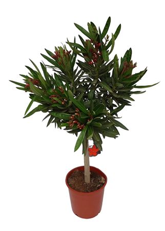Nerium Oleander Stam 100-110cm |  P.20cm -  H.110 cm