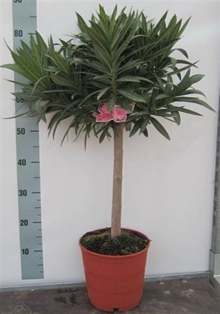 Nerium Oleander Stam 80-100cm Double Flower |  P.20cm -  H.100 cm