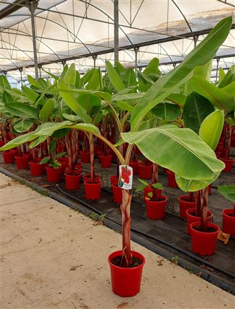 Musa Acuminata Red Daca |  P.22cm -  H.100 cm