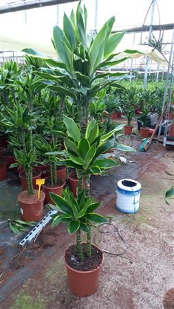 Dracaena Gold Coast | 90.60.30 |  P.22cm -  H.120 cm