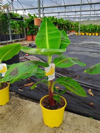 Musa Acuminata |  P.25cm -  H.80 cm