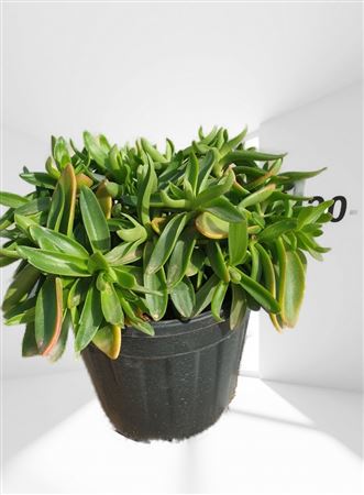 Crassula capitella campfire |  P.25cm -  H.50 cm