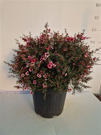 Leptospermum scoparium |  P.25cm -  H.80 cm