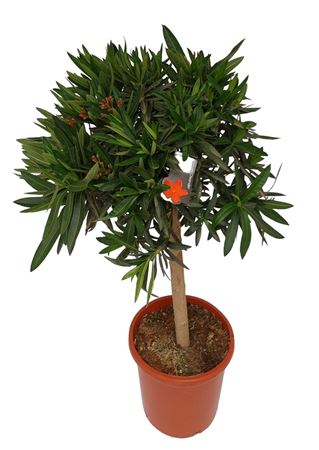 Nerium Oleander Stam 100-120cm |  P.25cm -  H.120 cm