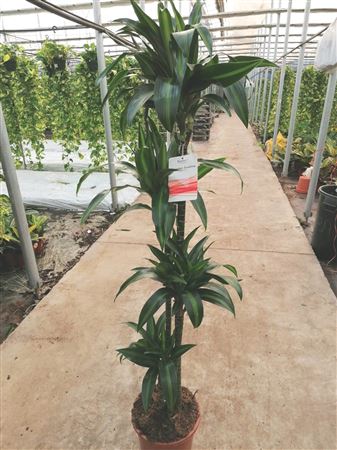 Dracaena Gold Coast | 120.90.60.30 |  P.25cm -  H.150 cm