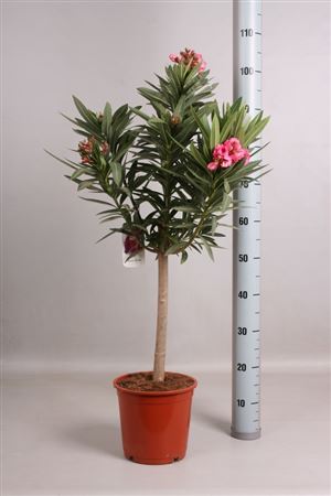 Nerium Oleander Stam 100-120cm Double Flower |  P.25cm -  H.120 cm