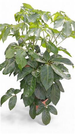 Schefflera Actinophylla Amate |  P.25cm -  H.120 cm