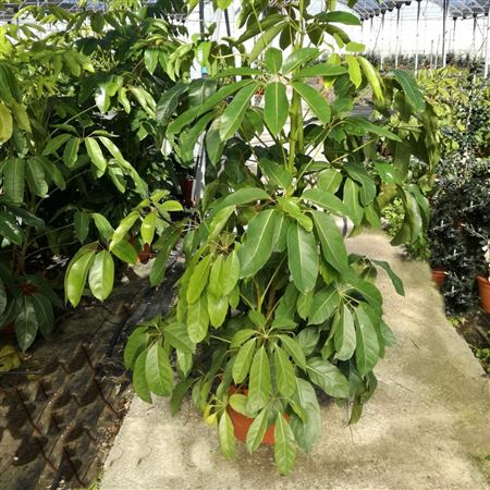 Schefflera Actinophylla Amate |  P.30cm -  H.160 cm