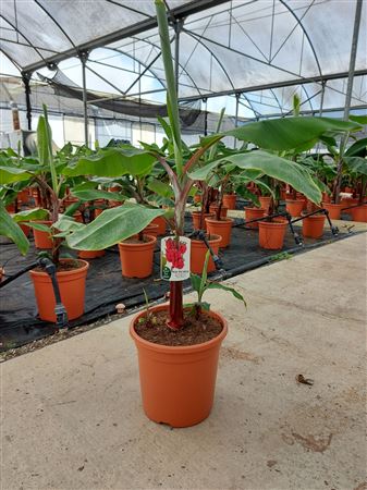 Musa Acuminata Red Daca |  P.35cm -  H.180 cm