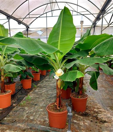 Musa Acuminata Canarian |  P.35cm -  H.150 cm