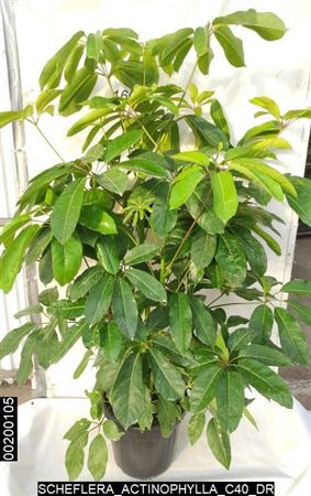Schefflera Actinophylla |  P.40cm -  H.160 cm