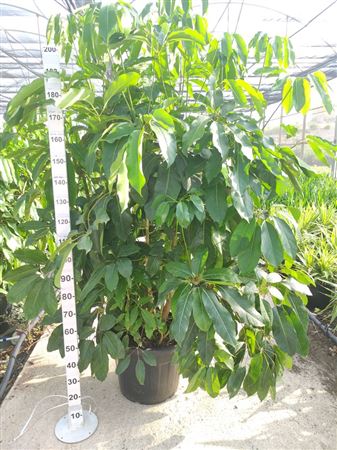 Schefflera Actinophylla |  P.50cm -  H.200 cm