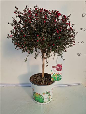 Leptospermum scoparium Stam |  P.19cm -  H.50 cm