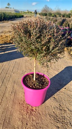 Leptospermum scoparium Stam |  P.25cm -  H.110 cm