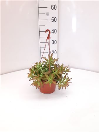 Sedum Adolfi Hang | Colgar |  P.15cm -  H.30 cm