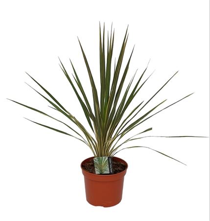 Cordyline Australis ''torbay Dazzler" |  P.17cm -  H.60 cm