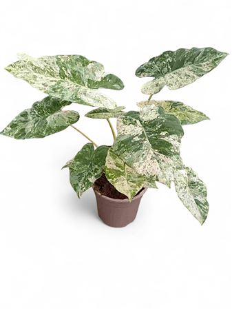 Alocasia Odora Variegata |  P.17cm -  H.90 cm
