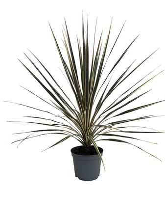 Cordyline Australis ''torbay Dazzler" |  P.20cm -  H.60 cm