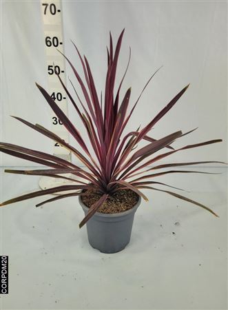 Cordyline Paso Doble |  P.20cm -  H.60 cm