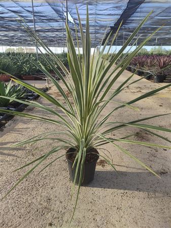 Cordyline Australis ''torbay Dazzler" |  P.20cm -  H.70 cm