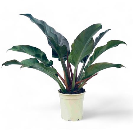 Philodendron Imperial Red |  P.20cm -  H.80 cm