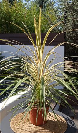 Cordyline Australis ''torbay Dazzler" |  P.24cm -  H.100 cm