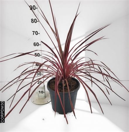 Cordyline Paso Doble |  P.30cm -  H.100 cm