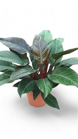 Philodendron Imperial Red |  P.30cm -  H.80 cm
