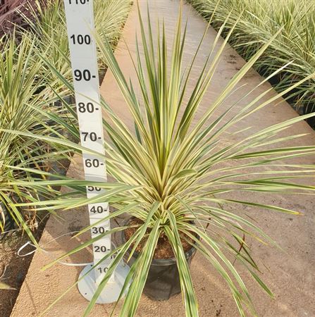 Cordyline Australis ''torbay Dazzler" |  P.30cm -  H.110 cm