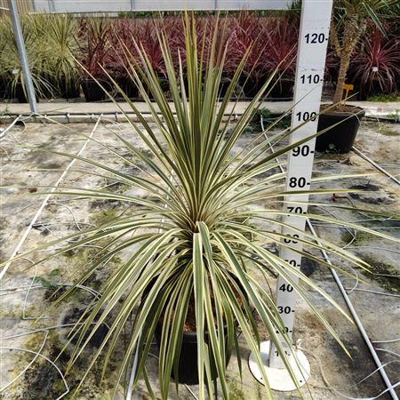Cordyline Australis ''torbay Dazzler" |  P.40cm -  H.110 cm