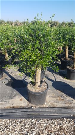 Olea Europea Intensivo 45 Ltr 20/30 160/180 |  P.45cm H.120 cm