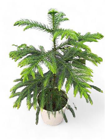 Araucaria Heterophylla |  P.17cm -  H.80 cm