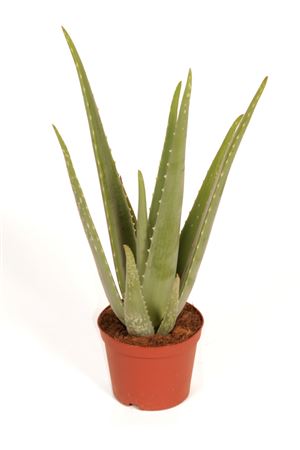 Aloe Vera |  P.10cm -  H.30 cm