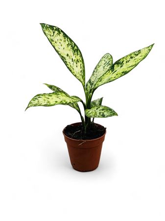 Dieffenbachia Vesuvius |  P.12cm -  H.30 cm