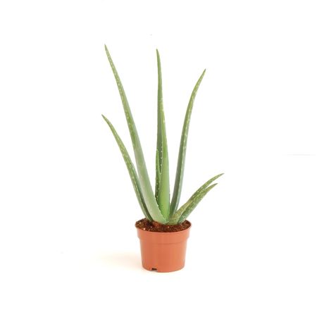 Aloe Vera |  P.12cm -  H.40 cm