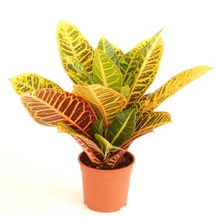 Codiaeum Variegatum 'petra' |  P.14cm -  H.30 cm