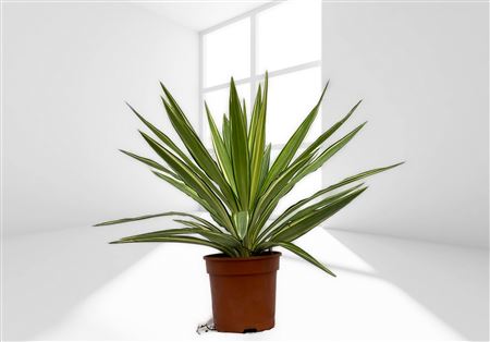 Yucca Elephantipes Jewel |  P.14cm -  H.40 cm