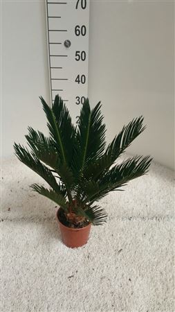 Cycas Revoluta |  P.14cm -  H.60 cm