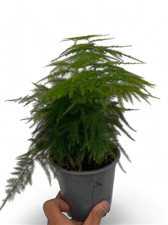 Asparagus setaceus |  P.14cm -  H.30 cm