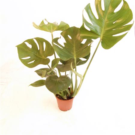 Monstera Deliciosa |  P.14cm -  H.50 cm