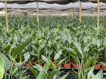 Strelitzia Reiginae 1 Plant |  P.14cm -  H.50 cm